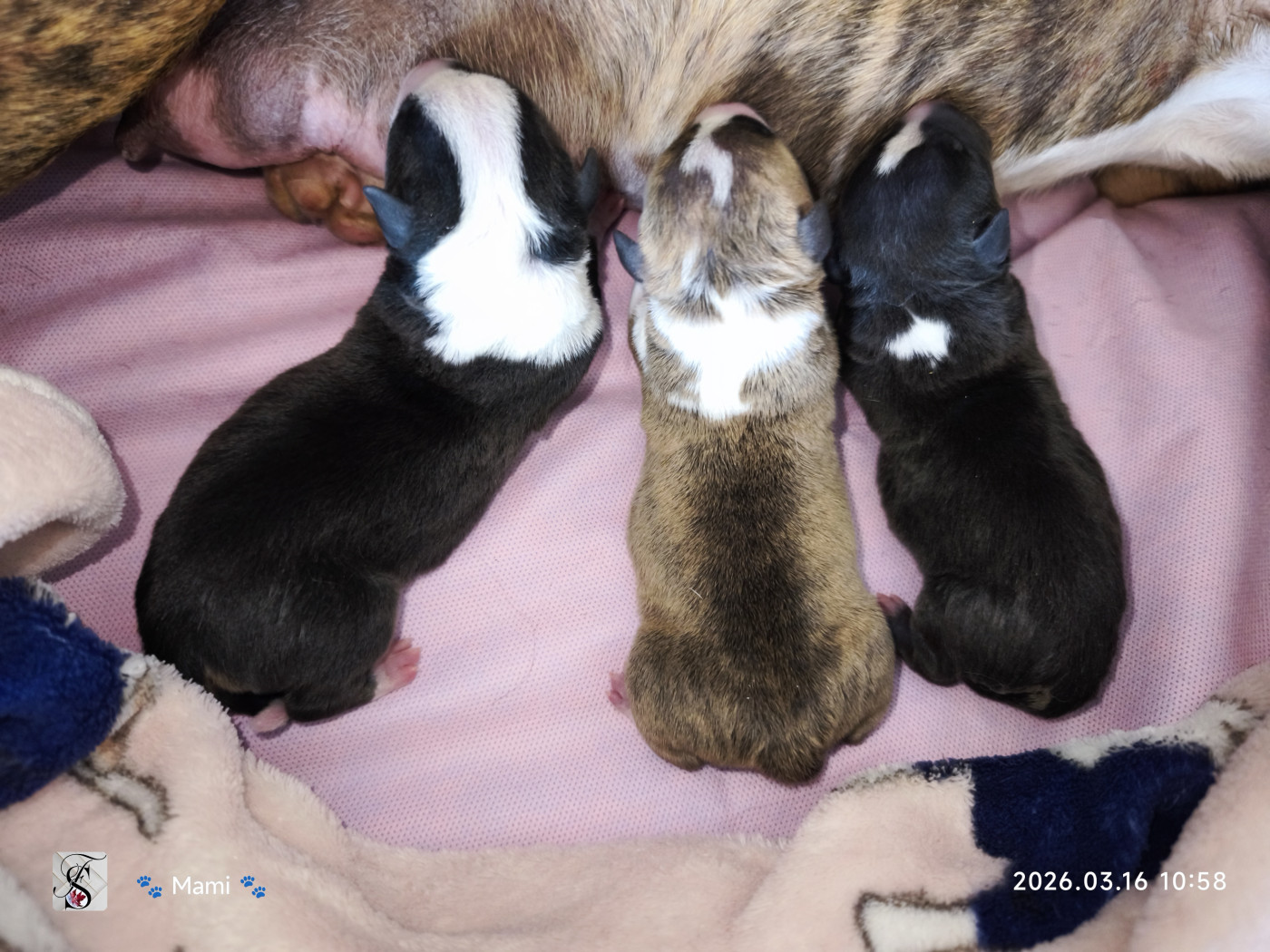 Chiot Bull Terrier Miniature du Paradis Des Mini Bulls