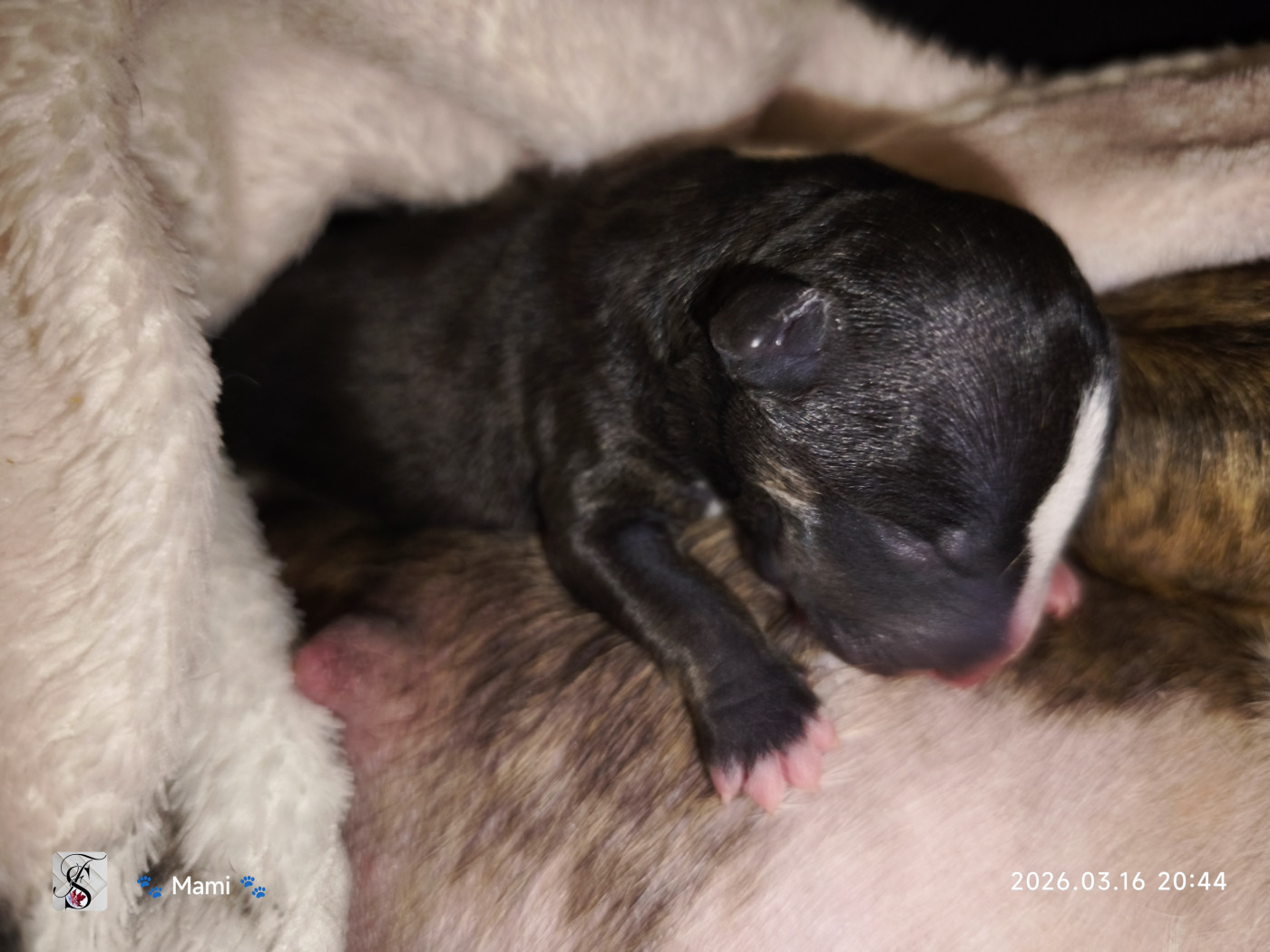 du Paradis Des Mini Bulls - Chiots disponibles - Bull Terrier Miniature