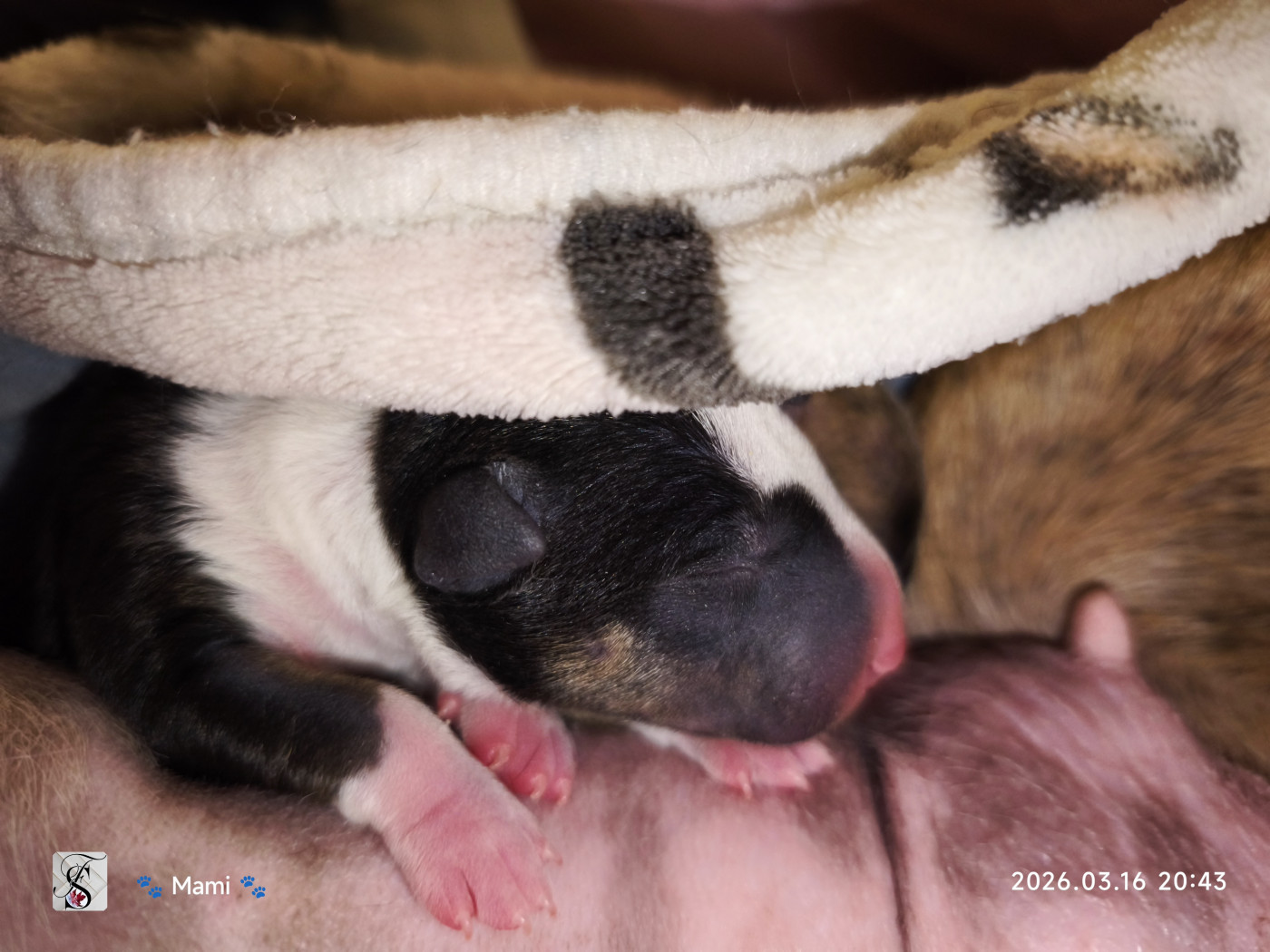 du Paradis Des Mini Bulls - Chiots disponibles - Bull Terrier Miniature