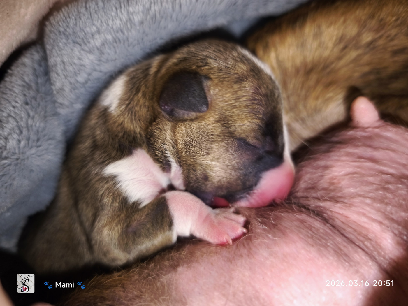 du Paradis Des Mini Bulls - Chiots disponibles - Bull Terrier Miniature