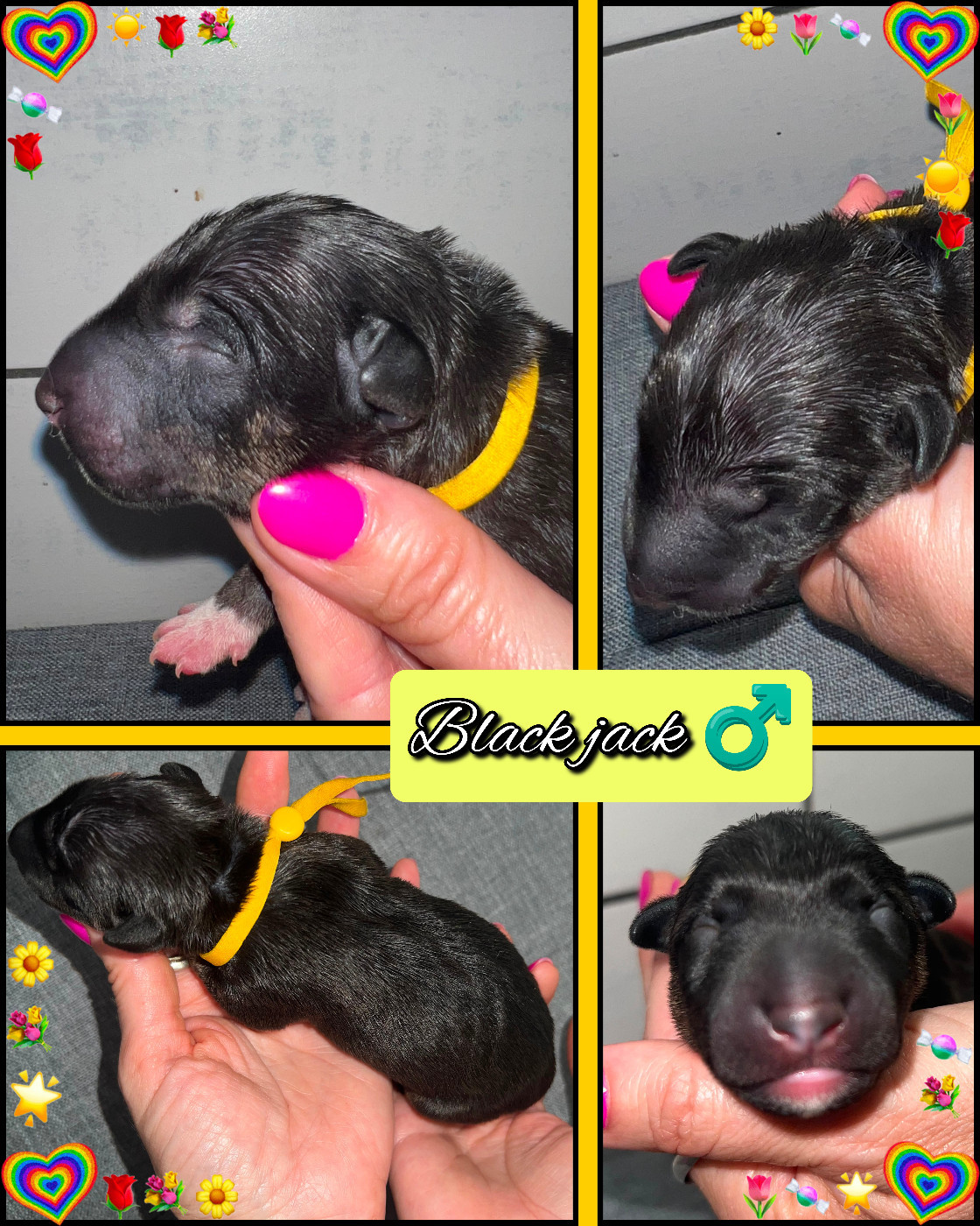 du Paradis Des Mini Bulls - Chiots disponibles - Bull Terrier Miniature