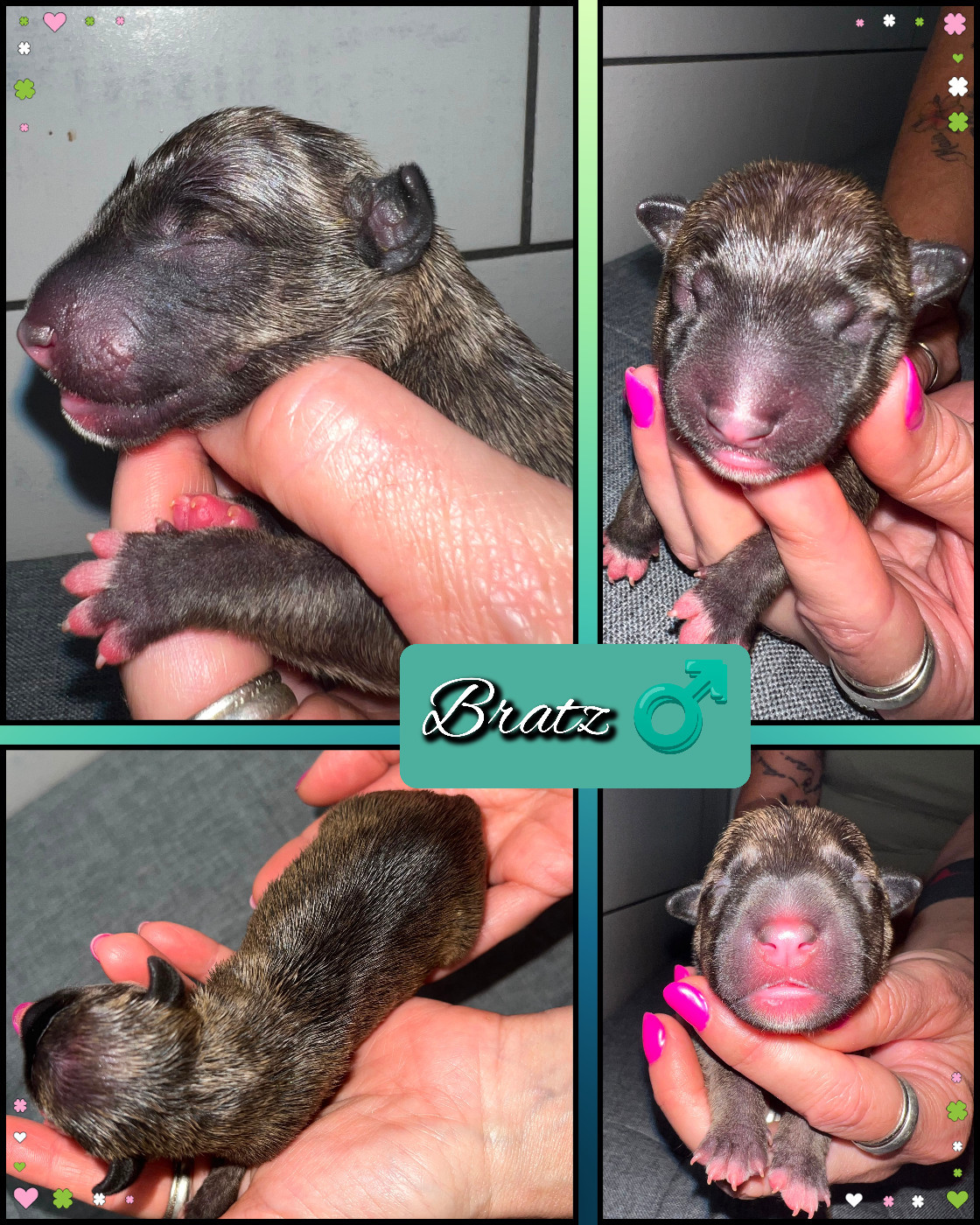 du Paradis Des Mini Bulls - Chiots disponibles - Bull Terrier Miniature