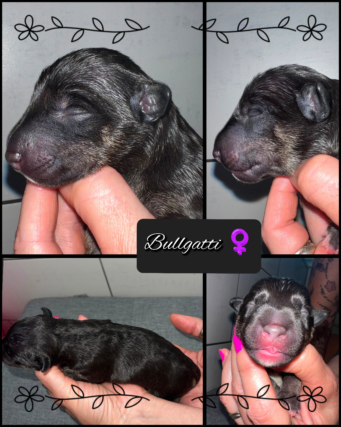 du Paradis Des Mini Bulls - Chiots disponibles - Bull Terrier Miniature