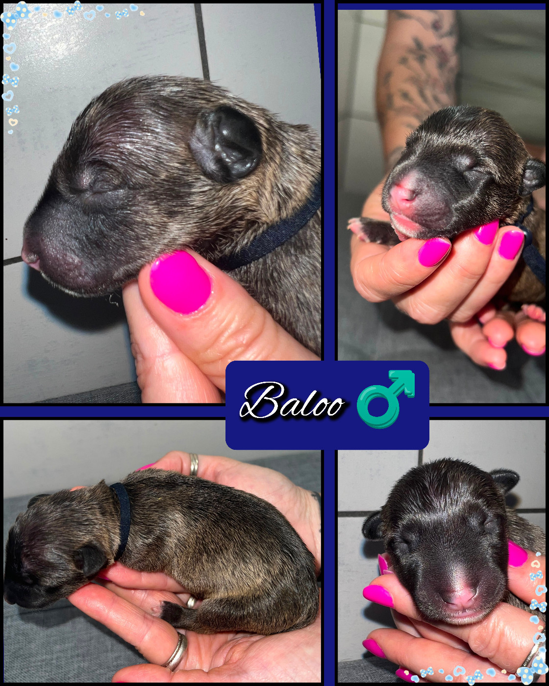 du Paradis Des Mini Bulls - Chiots disponibles - Bull Terrier Miniature