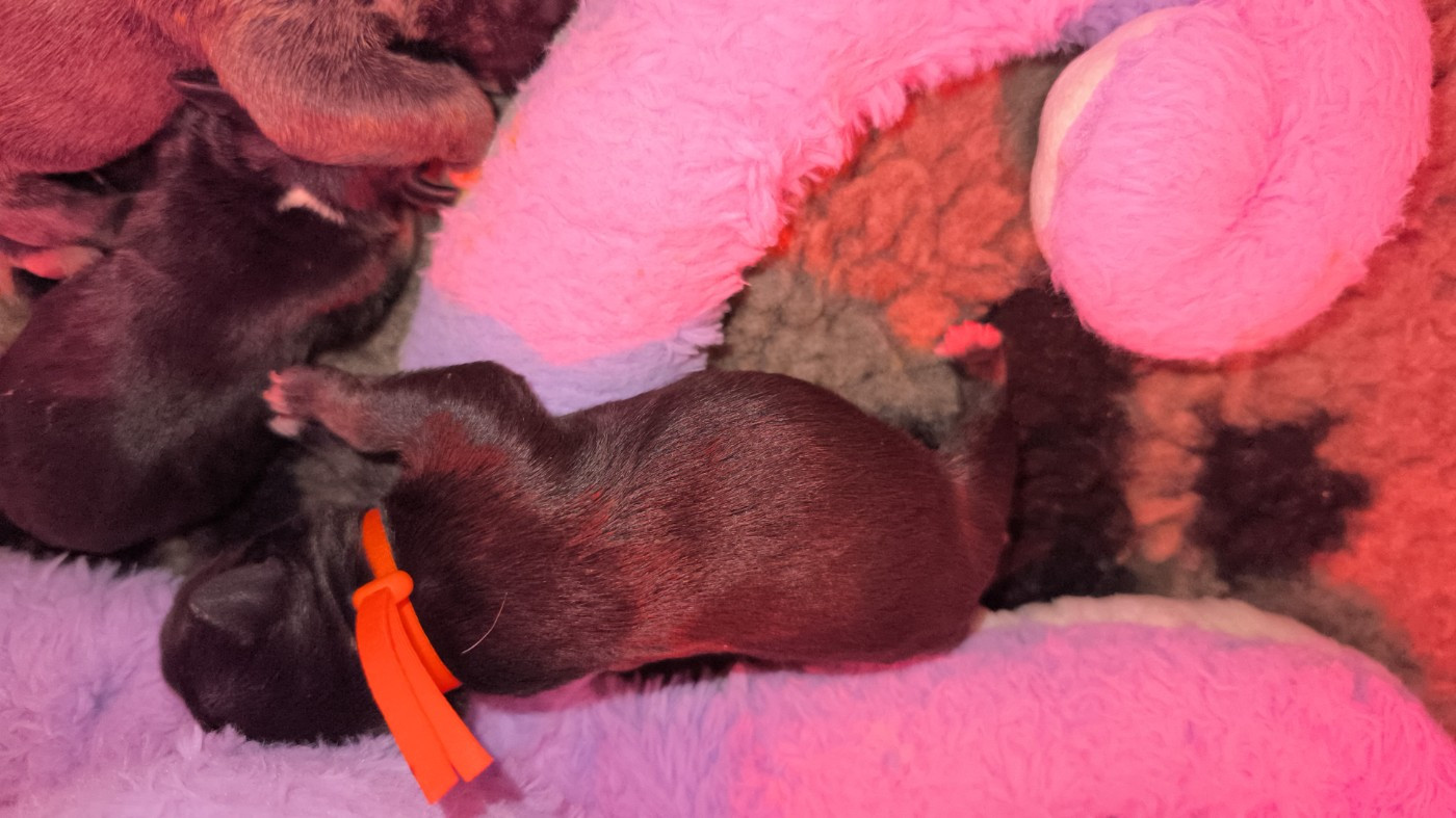 du Paradis Des Mini Bulls - Chiots disponibles - Bull Terrier Miniature