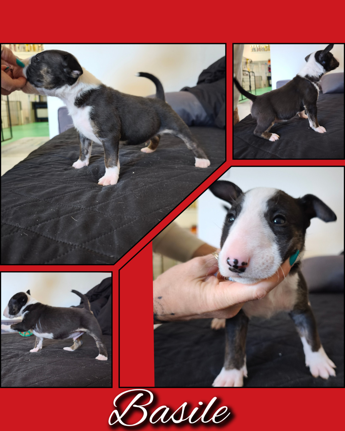 du Paradis Des Mini Bulls - Chiots disponibles - Bull Terrier Miniature