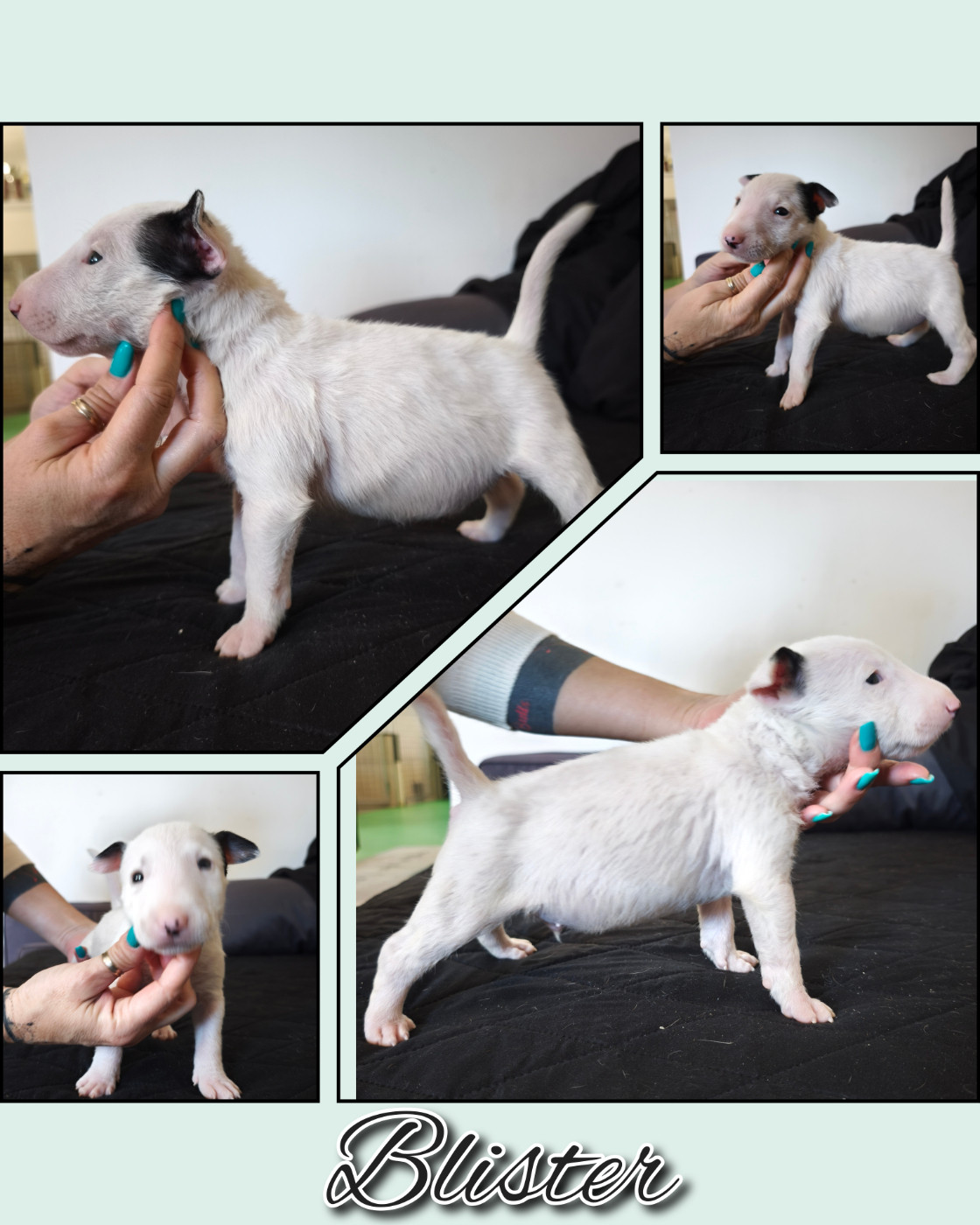du Paradis Des Mini Bulls - Chiots disponibles - Bull Terrier Miniature
