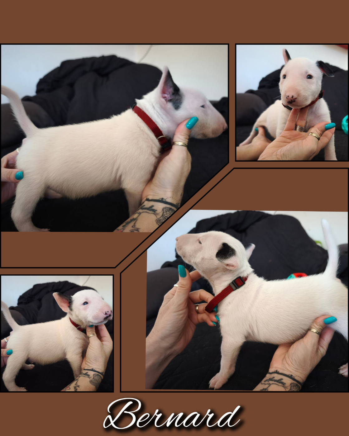 du Paradis Des Mini Bulls - Chiots disponibles - Bull Terrier Miniature