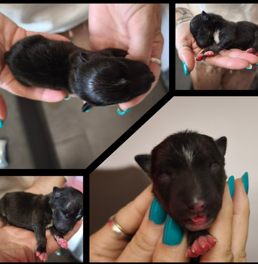du Paradis Des Mini Bulls - Chiots disponibles - Bull Terrier Miniature