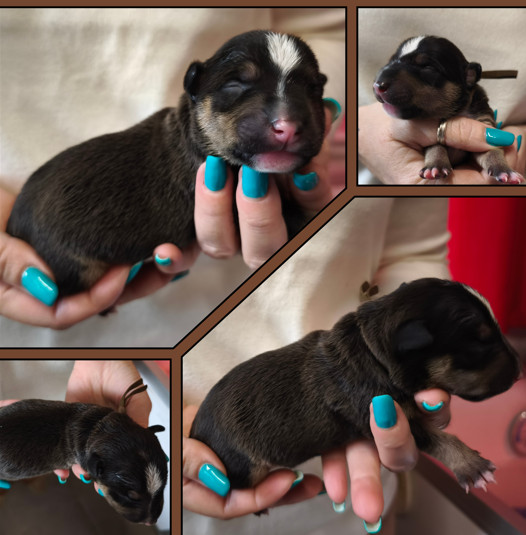 du Paradis Des Mini Bulls - Chiots disponibles - Bull Terrier Miniature