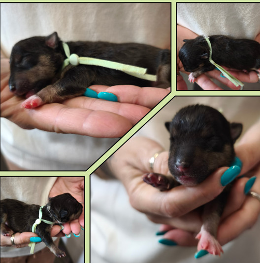 du Paradis Des Mini Bulls - Chiots disponibles - Bull Terrier Miniature