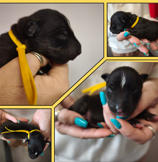 du Paradis Des Mini Bulls - Chiots disponibles - Bull Terrier Miniature