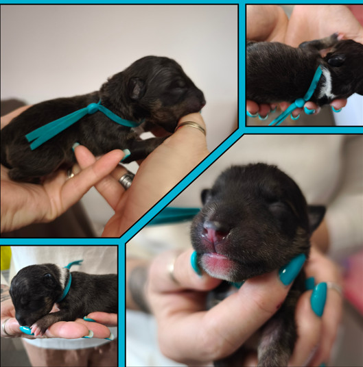 du Paradis Des Mini Bulls - Chiots disponibles - Bull Terrier Miniature