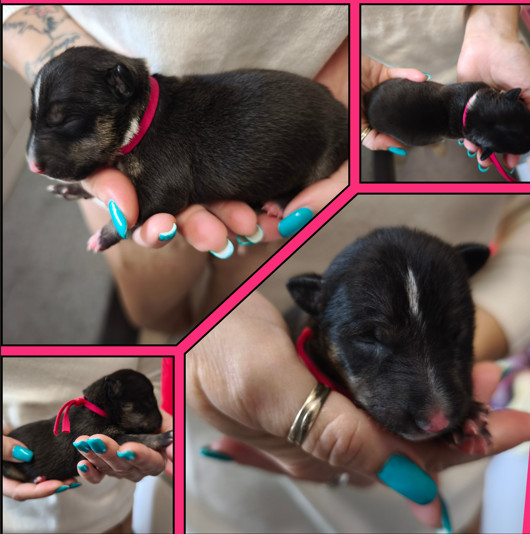 du Paradis Des Mini Bulls - Chiots disponibles - Bull Terrier Miniature