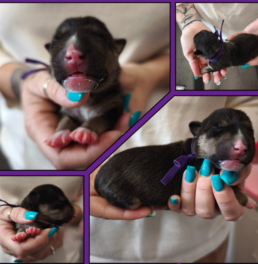 du Paradis Des Mini Bulls - Chiots disponibles - Bull Terrier Miniature