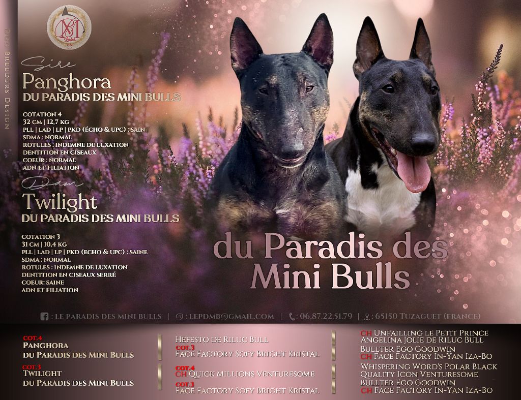 Chiot Bull Terrier Miniature du Paradis Des Mini Bulls