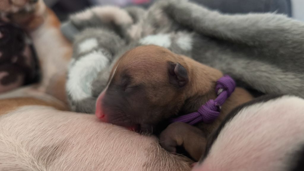 du Paradis Des Mini Bulls - Chiots disponibles - Bull Terrier Miniature