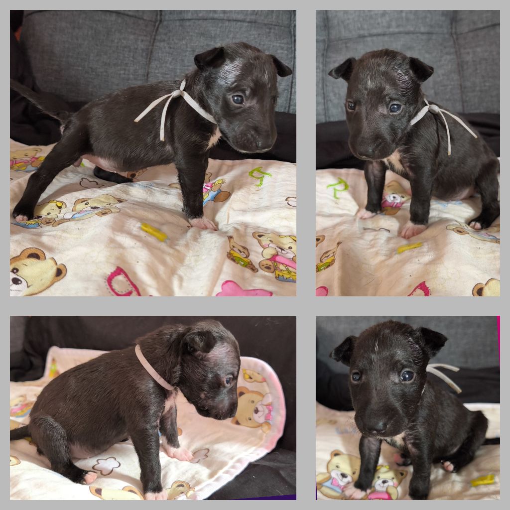 du Paradis Des Mini Bulls - Chiots disponibles - Bull Terrier Miniature