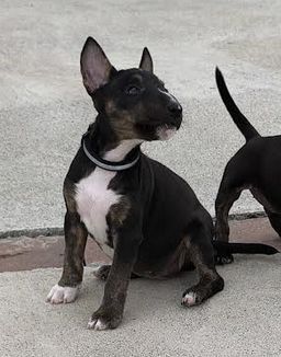 du Paradis Des Mini Bulls - Chiots disponibles - Bull Terrier Miniature