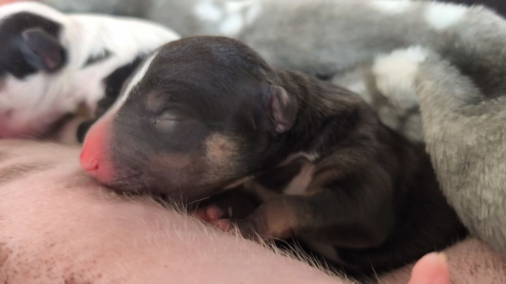 du Paradis Des Mini Bulls - Chiots disponibles - Bull Terrier Miniature