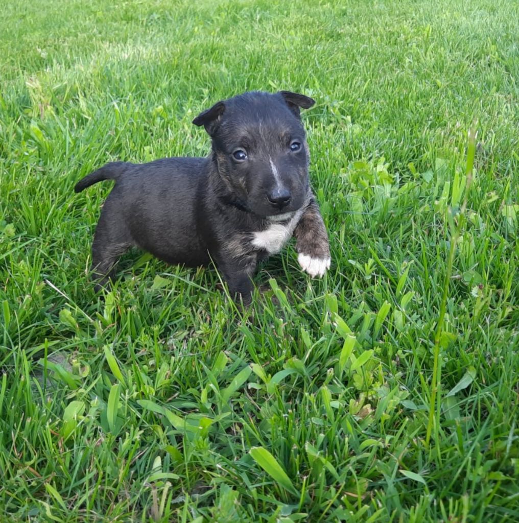 du Paradis Des Mini Bulls - Chiots disponibles - Bull Terrier Miniature