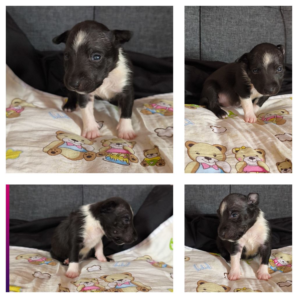du Paradis Des Mini Bulls - Chiots disponibles - Bull Terrier Miniature