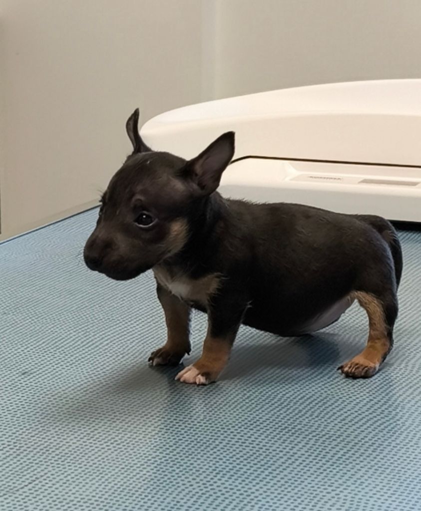 du Paradis Des Mini Bulls - Chiots disponibles - Bull Terrier Miniature