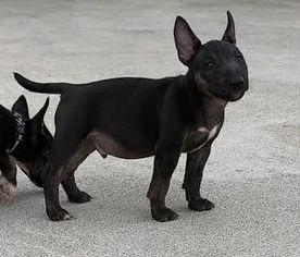 du Paradis Des Mini Bulls - Chiots disponibles - Bull Terrier Miniature