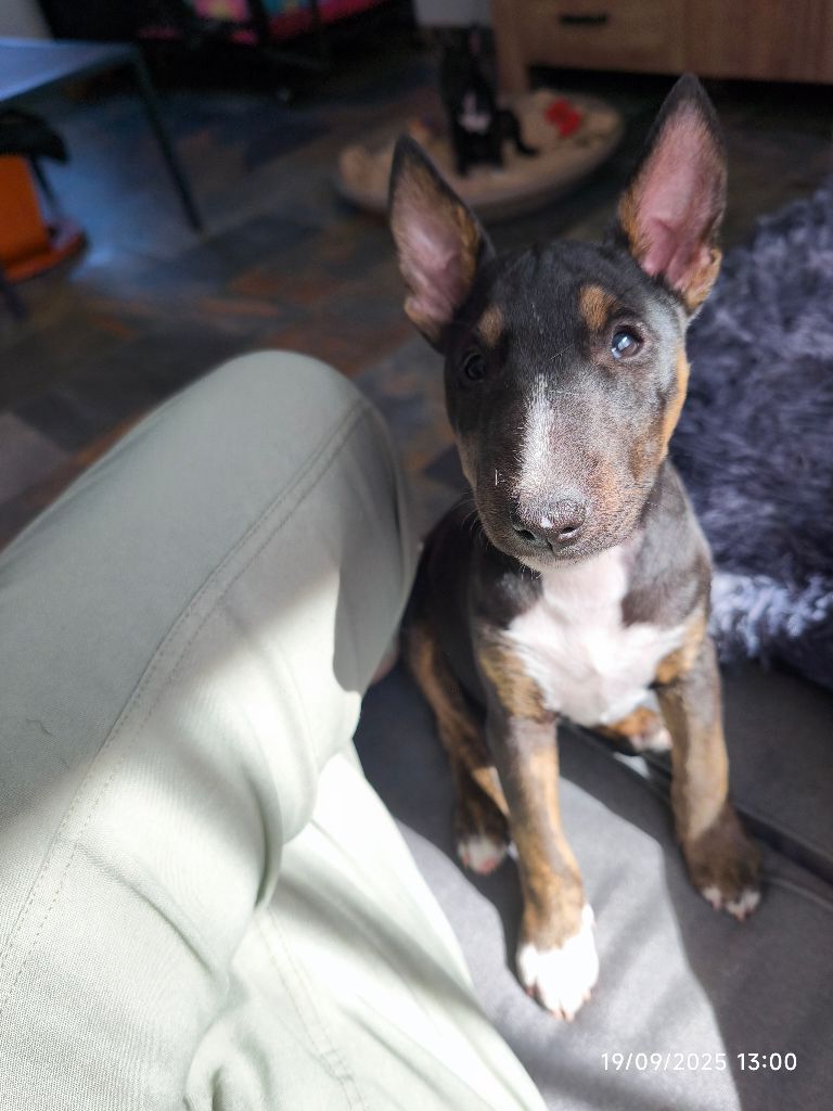 du Paradis Des Mini Bulls - Chiots disponibles - Bull Terrier Miniature