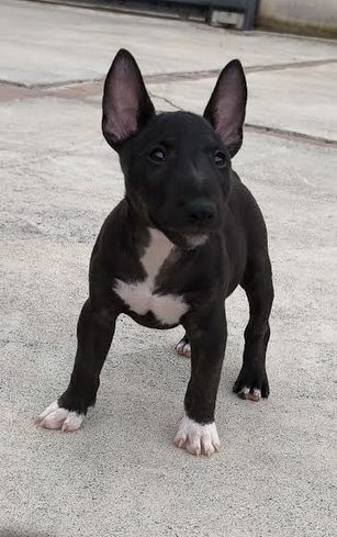du Paradis Des Mini Bulls - Chiots disponibles - Bull Terrier Miniature