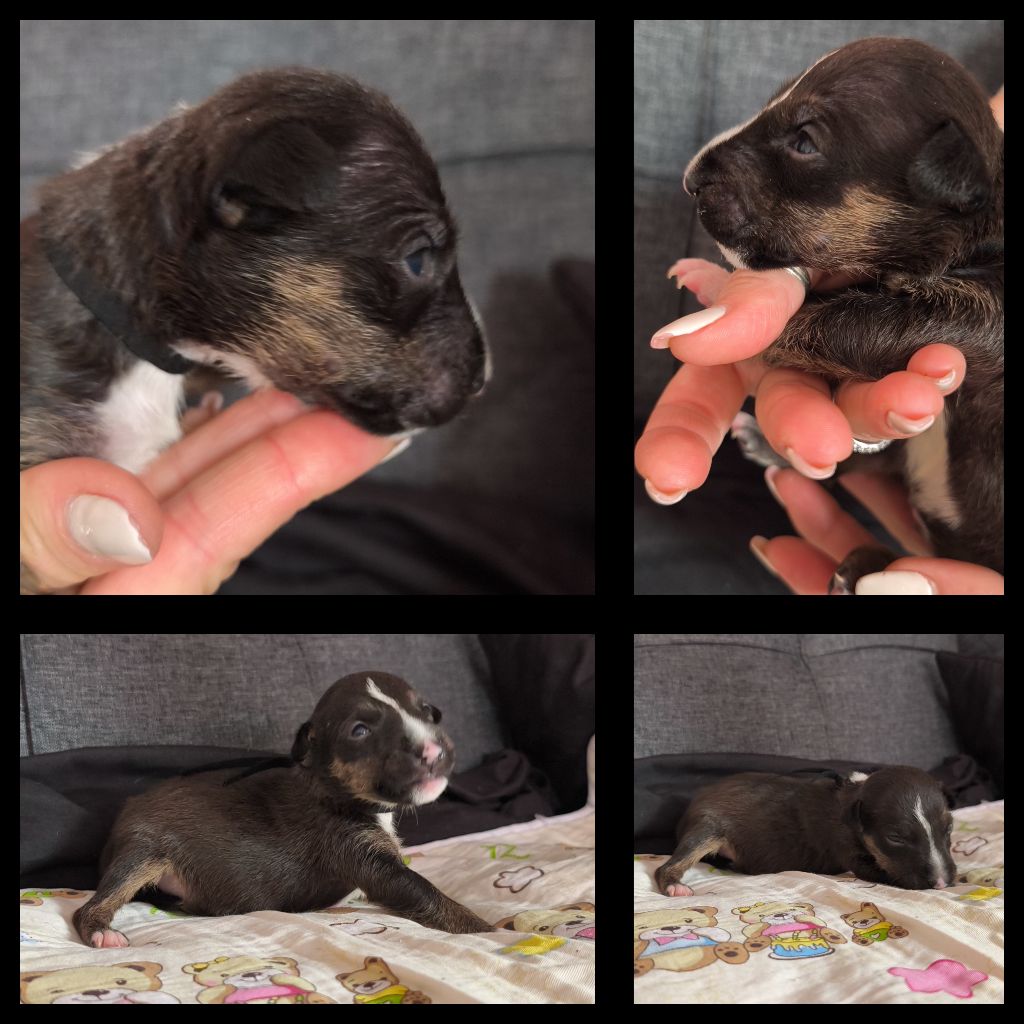 du Paradis Des Mini Bulls - Chiots disponibles - Bull Terrier Miniature