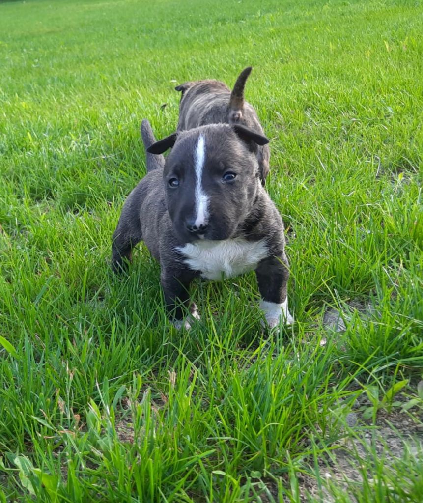 du Paradis Des Mini Bulls - Chiots disponibles - Bull Terrier Miniature