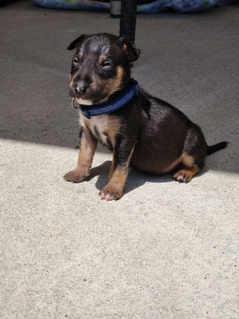 du Paradis Des Mini Bulls - Chiots disponibles - Bull Terrier Miniature