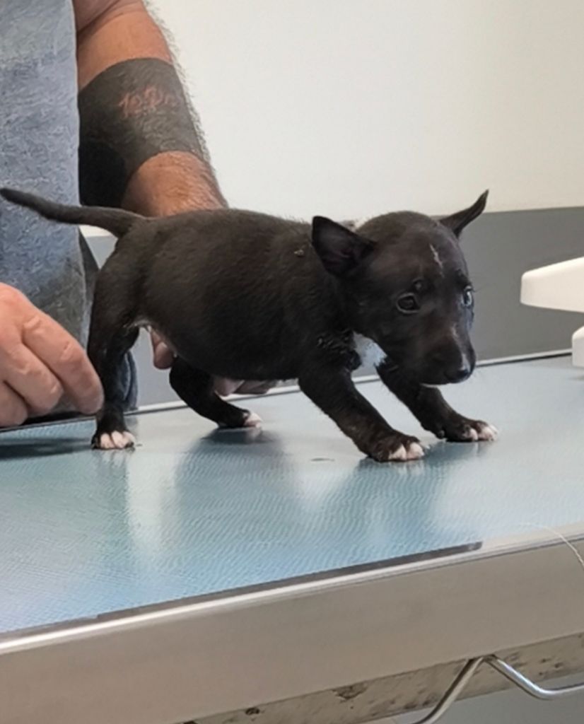 du Paradis Des Mini Bulls - Chiots disponibles - Bull Terrier Miniature