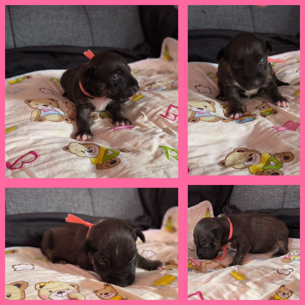 du Paradis Des Mini Bulls - Chiots disponibles - Bull Terrier Miniature