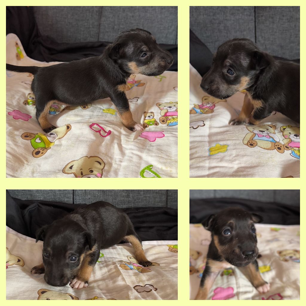 du Paradis Des Mini Bulls - Chiots disponibles - Bull Terrier Miniature