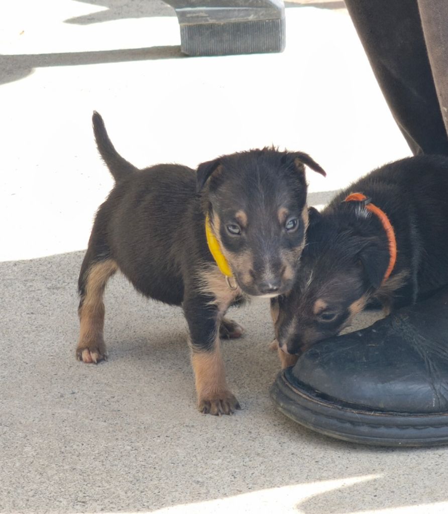 du Paradis Des Mini Bulls - Chiots disponibles - Bull Terrier Miniature