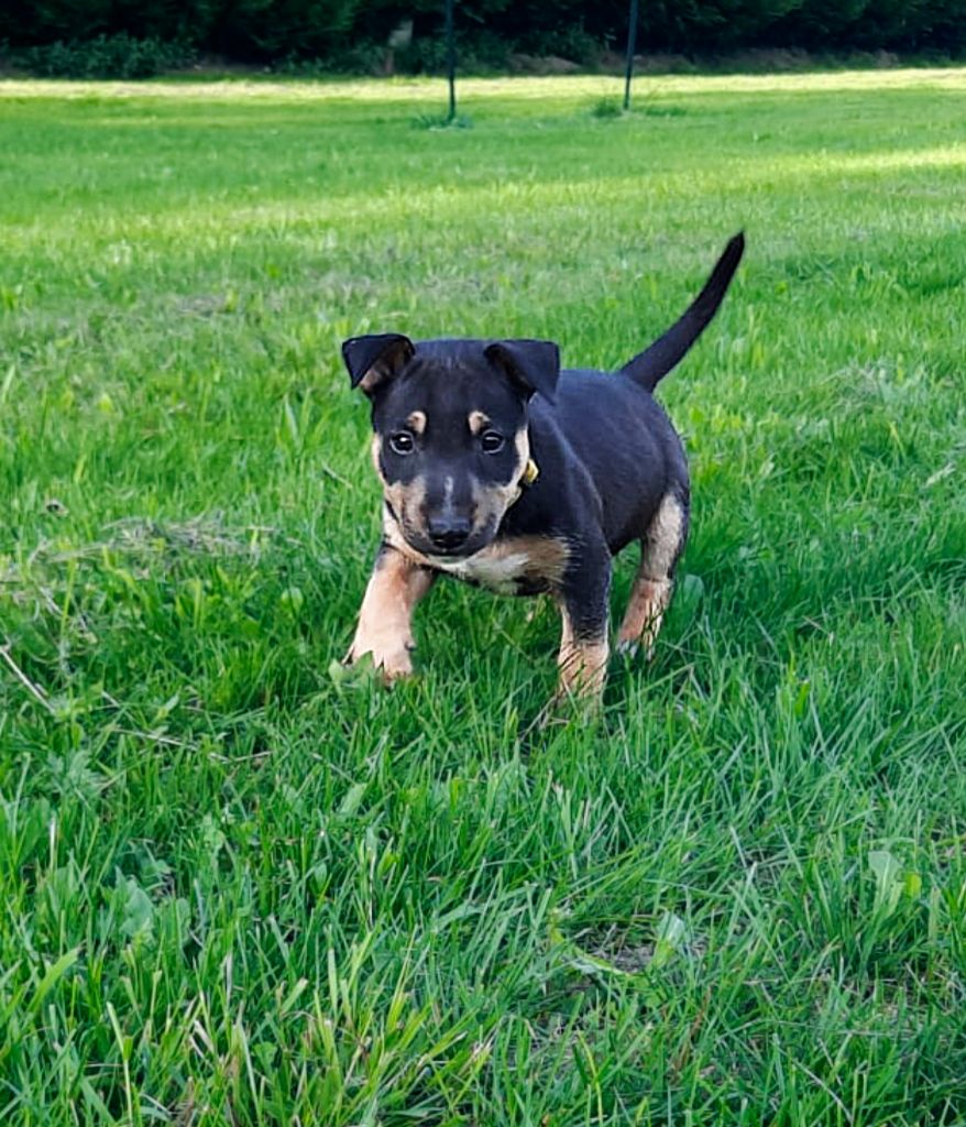 du Paradis Des Mini Bulls - Chiots disponibles - Bull Terrier Miniature