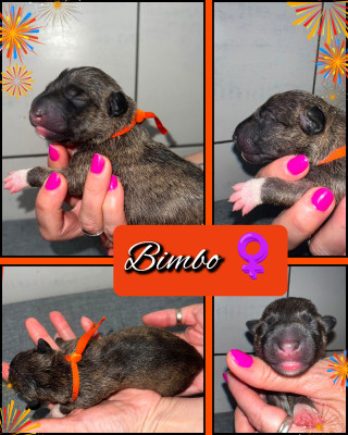 BIMBO
