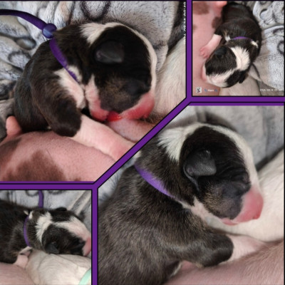 BIANCA