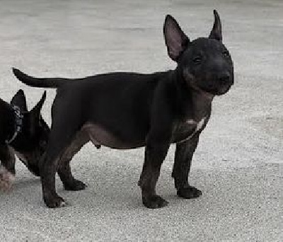 ALFRED