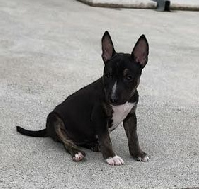 ADDISON