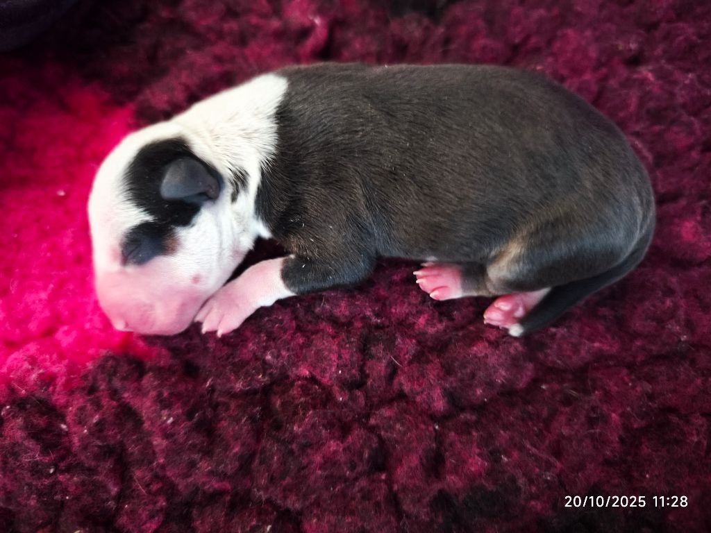 du Paradis Des Mini Bulls - Chiots disponibles - Bull Terrier Miniature