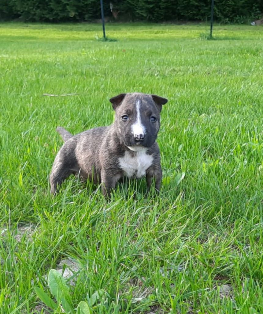 du Paradis Des Mini Bulls - Chiots disponibles - Bull Terrier Miniature