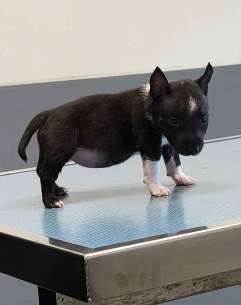 du Paradis Des Mini Bulls - Chiots disponibles - Bull Terrier Miniature