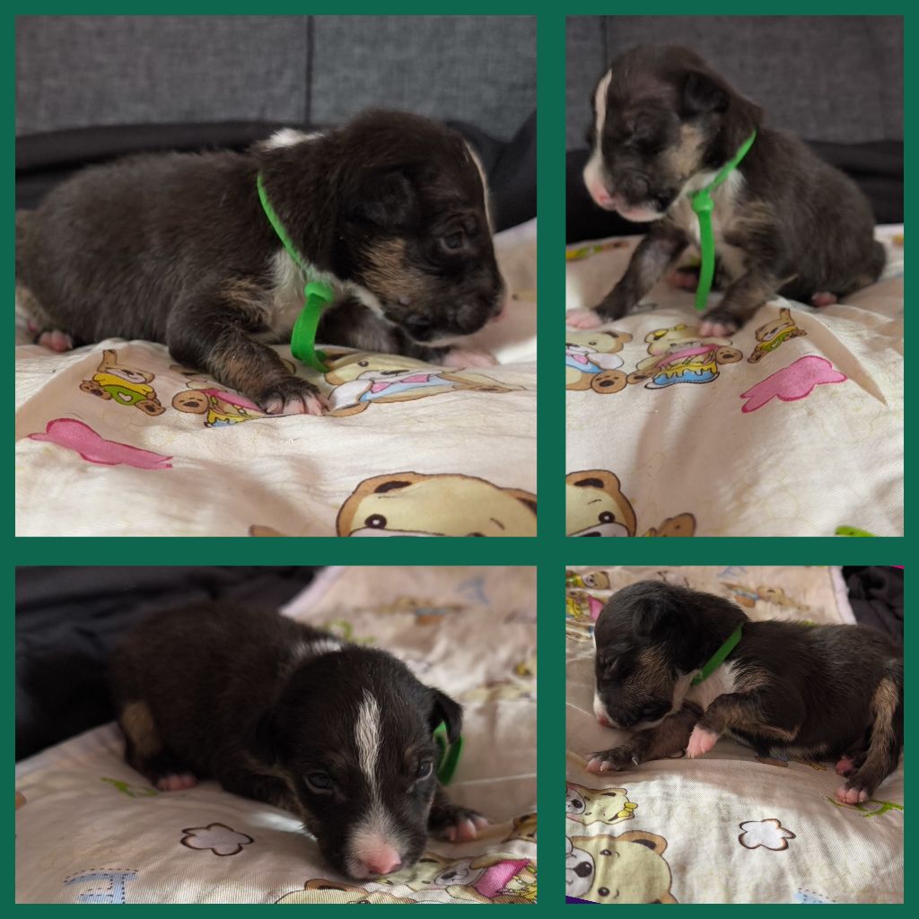 du Paradis Des Mini Bulls - Chiots disponibles - Bull Terrier Miniature