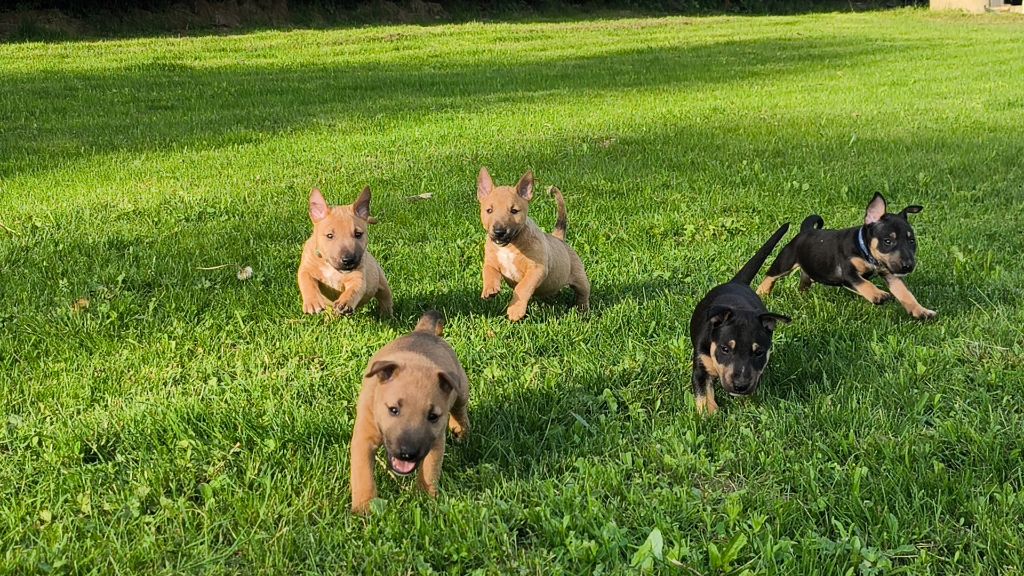 Chiot Bull Terrier Miniature du Paradis Des Mini Bulls