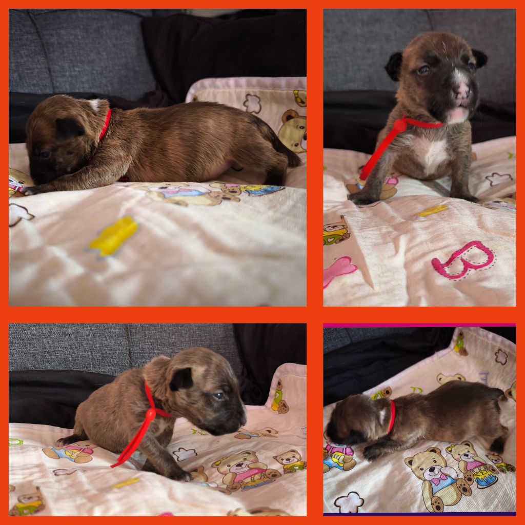 du Paradis Des Mini Bulls - Chiots disponibles - Bull Terrier Miniature