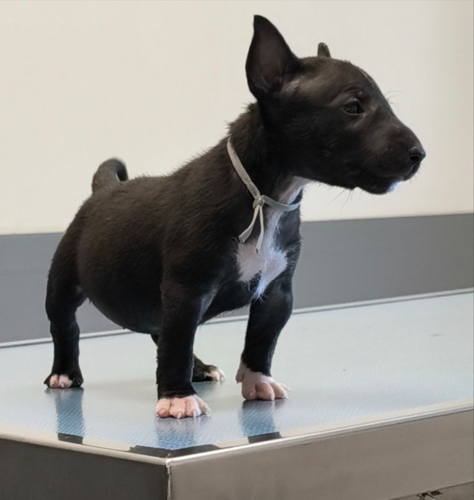 du Paradis Des Mini Bulls - Chiots disponibles - Bull Terrier Miniature