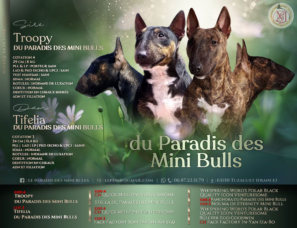 Chiot Bull Terrier Miniature du Paradis Des Mini Bulls
